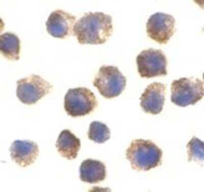 Immunocytochemistry/ Immunofluorescence: TLR11 Antibody - BSA Free [NBP1-77204]