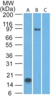 Western Blot: TLR2 Antibody (67N17F8)Azide and BSA Free [NBP2-80980]