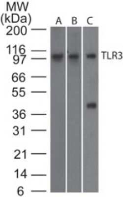 Western Blot: TLR3 Antibody (27N3D4)BSA Free [NBP2-27404]