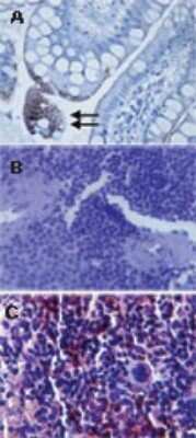 Immunohistochemistry-Paraffin: TLR3 Antibody (40C1285.6) - BSA Free [NBP2-24875]