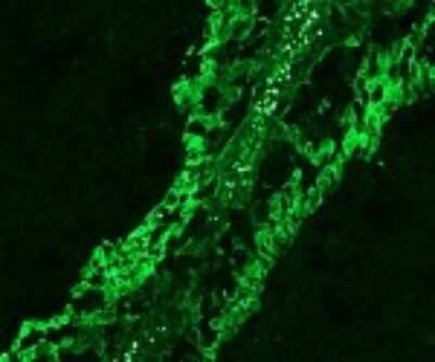 Immunohistochemistry-Frozen: TLR3 Antibody (619F7.06) [DDX0470P-100]