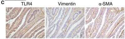 Immunohistochemistry: TLR4 Antibody (76B357.1) - Azide Free [NBP2-27149]