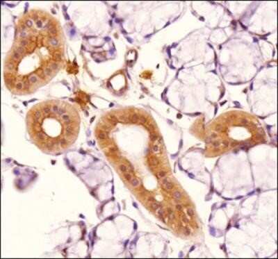 Immunohistochemistry: TLR4 Antibody (76B357.1) - Azide Free [NBP2-27149]
