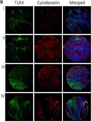 Immunohistochemistry: TLR4 Antibody (76B357.1) - BSA Free [NB100-56566]