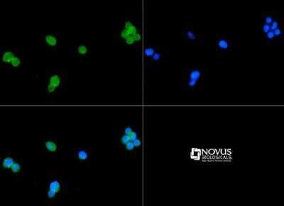 Immunocytochemistry/ Immunofluorescence: TLR4 Antibody - BSA Free [NB100-56581]