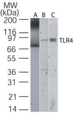 Western Blot: TLR4 Antibody [NB100-56580]