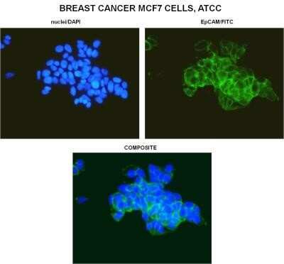Immunocytochemistry/ Immunofluorescence: TLR5 Antibody (19D759.2) - Azide and BSA Free [NBP2-80981]