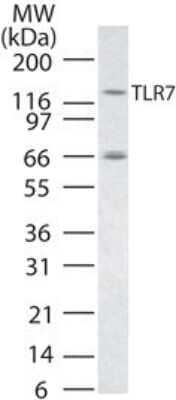 Western Blot: TLR7 AntibodyAzide Free [NBP2-24905]