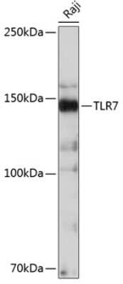 Western Blot: TLR7 Antibody (3G6S4) [NBP3-15680]
