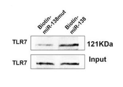 Western Blot: TLR7 Antibody (4G6)BSA Free [NBP2-27332]