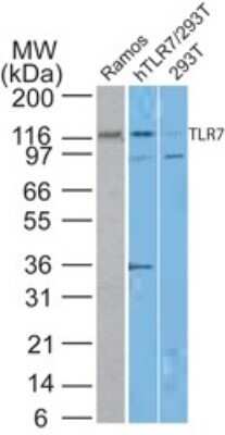 Western Blot: TLR7 Antibody (4G6)BSA Free [NBP2-27332]