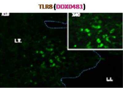 Immunocytochemistry/ Immunofluorescence: TLR8 Antibody (307D3.01) [DDX0481P-100]