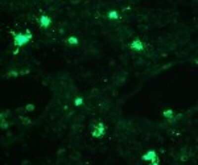 Immunohistochemistry-Frozen: TLR8 Antibody (307D3.01) [DDX0481P-100]