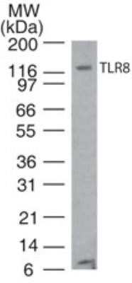 Western Blot: TLR8 Antibody (44C143)Azide and BSA Free [NBP2-77073]
