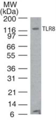 Western Blot: TLR8 Antibody (44C143)BSA Free [NBP2-24917]