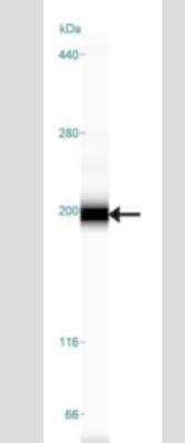Simple Western: TLR9 Antibody (26C593.2)Azide Free [NBP2-24863]