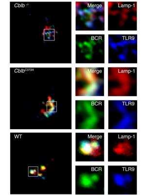 Immunocytochemistry/ Immunofluorescence: TLR9 Antibody (26C593.2) - BSA Free [NBP2-24729]