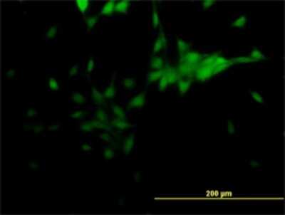 Immunocytochemistry/ Immunofluorescence: TLX/NR2E1 Antibody (4D2) [H00007101-M06]