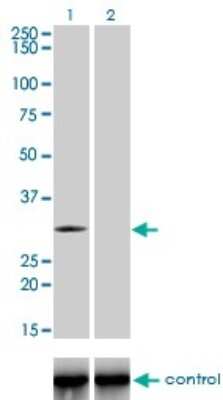 Western Blot: TLX3 Antibody (2A3) [H00030012-M01]