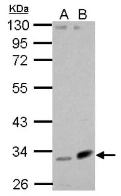Western Blot: Fibulin 7 Antibody [NBP2-20659]