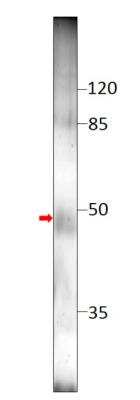 Western Blot: TM6SF2 Antibody [NBP3-12197]