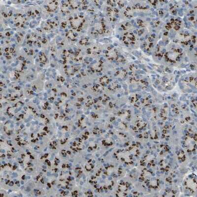 Immunohistochemistry-Paraffin: TM9SF2 Antibody [NBP1-80958]