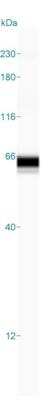 Simple Western: TM9SF4 Antibody [NBP2-32382]