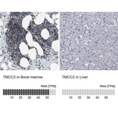 Immunohistochemistry-Paraffin: TMCC2 Antibody [NBP1-93797]