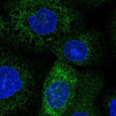 Immunocytochemistry/ Immunofluorescence: TMCO1 Antibody [NBP2-55683]