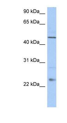 Western Blot: TMCO1 Antibody [NBP1-59980]