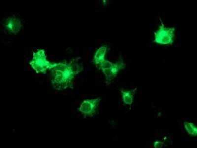 Immunocytochemistry/ Immunofluorescence: TMED1 Antibody (OTI7D2) - Azide and BSA Free [NBP2-74533]