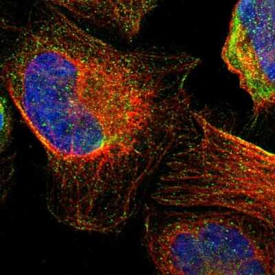 Immunocytochemistry/ Immunofluorescence: TMED2 Antibody [NBP1-80963]