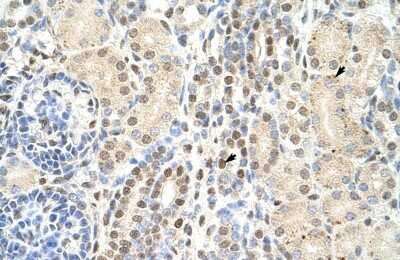 Immunohistochemistry-Paraffin: TMED4 Antibody [NBP2-84303]