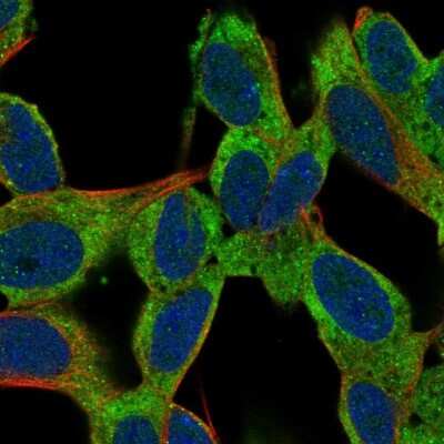 Immunocytochemistry/ Immunofluorescence: TMEM108 Antibody [NBP2-38991]