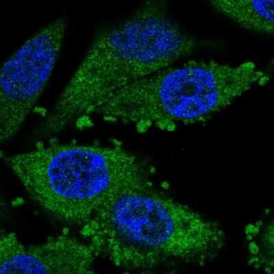 Immunocytochemistry/ Immunofluorescence: TMEM110-MUSTN1 Antibody [NBP2-14747]