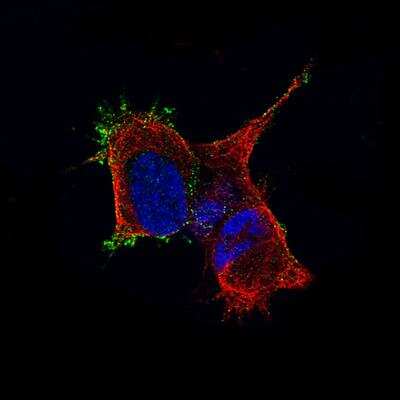 Immunocytochemistry/ Immunofluorescence: TMEM119 Antibody (CL8714) [NBP2-76985]