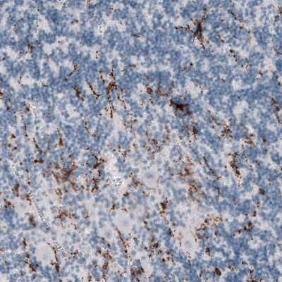 Immunohistochemistry-Paraffin: TMEM119 Antibody (CL8714) [NBP2-76985]
