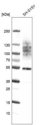 Western Blot: TMEM119 Antibody (CL8714) [NBP2-76985]