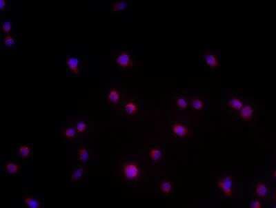 Immunocytochemistry/ Immunofluorescence: TMEM119 Antibody [NBP2-30551]