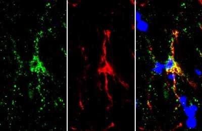 Immunohistochemistry-Frozen: TMEM119 Antibody [NBP3-13355]