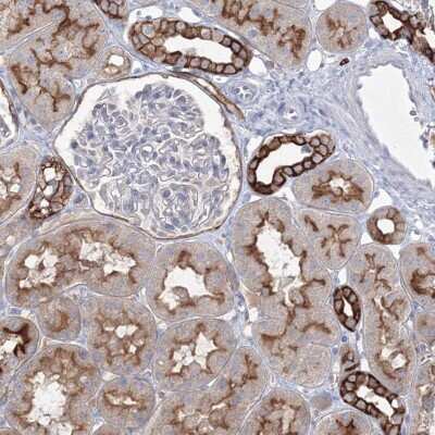 Immunohistochemistry-Paraffin: TMEM139 Antibody [NBP2-38340]