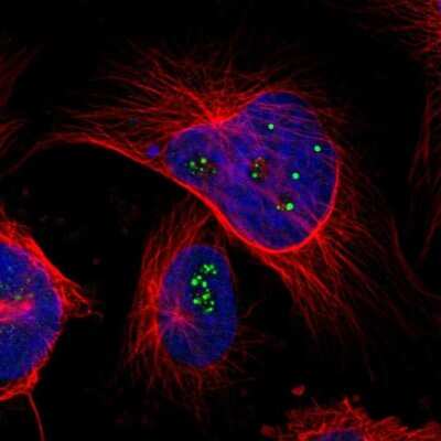 Immunocytochemistry/ Immunofluorescence: TMEM143 Antibody [NBP1-83809]
