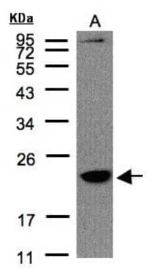 Western Blot: TMEM147 Antibody [NBP1-32112]