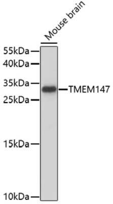 Western Blot: TMEM147 AntibodyAzide and BSA Free [NBP2-94237]