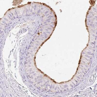 Immunohistochemistry-Paraffin: TMEM150C Antibody [NBP2-30558]