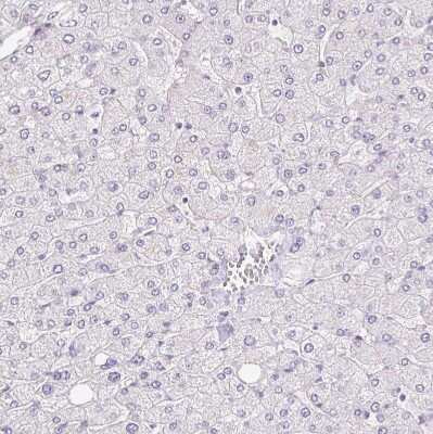 Immunohistochemistry-Paraffin: TMEM150C Antibody [NBP2-30558]
