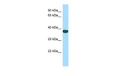 Western Blot: TMEM165 Antibody [NBP2-85937]