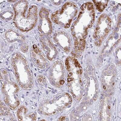 Immunohistochemistry-Paraffin: TMEM178B Antibody [NBP2-14656]