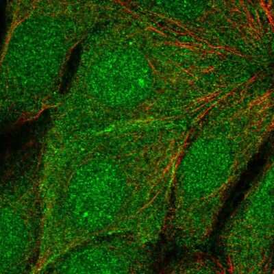Immunocytochemistry/ Immunofluorescence: TMEM183A Antibody [NBP2-57517]