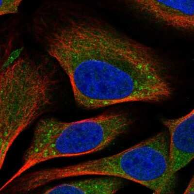 Immunocytochemistry/ Immunofluorescence: TMEM184B Antibody [NBP1-86810]